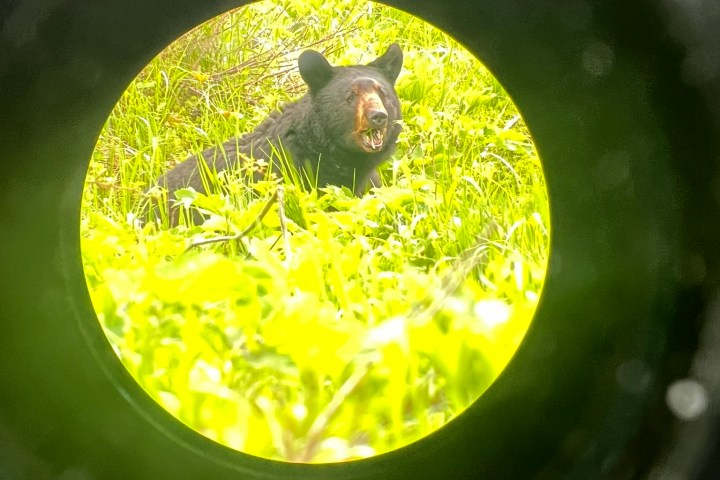 Black bear seen through circular lens in a grassy area.