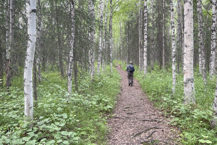 Person walking on forest trail surrounded by birch trees.